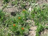 Adonis aestivalis