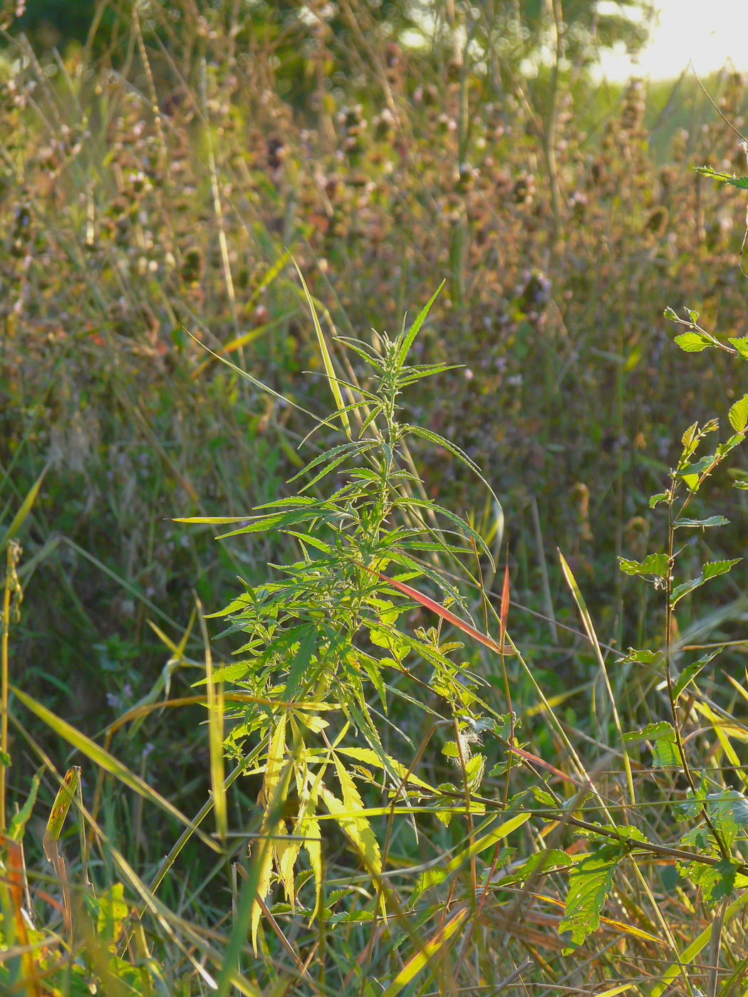 Image of Cannabis sativa var. spontanea specimen.