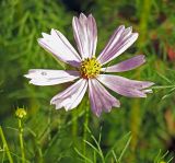 Cosmos bipinnatus. Соцветие (форма c узкими венчиками язычковых цветков). Московская обл., дачный участок. 22.07.2001.