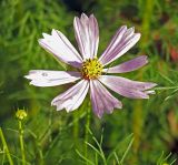 Cosmos bipinnatus