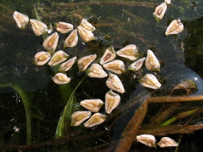 Изображение особи Sagittaria sagittifolia.