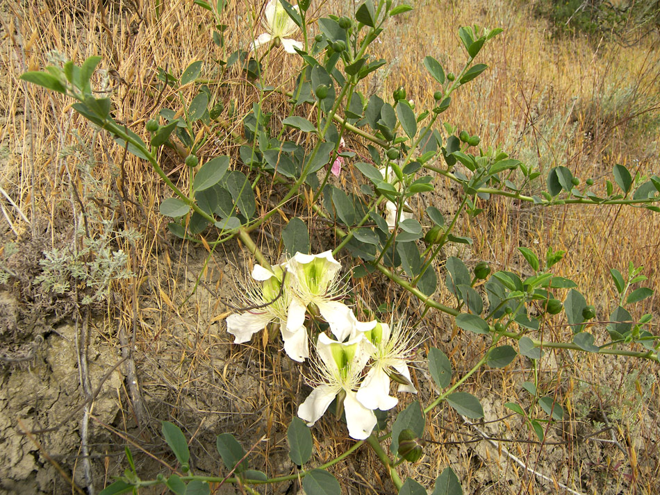 Изображение особи Capparis herbacea.