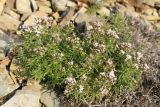 Asperula cretacea