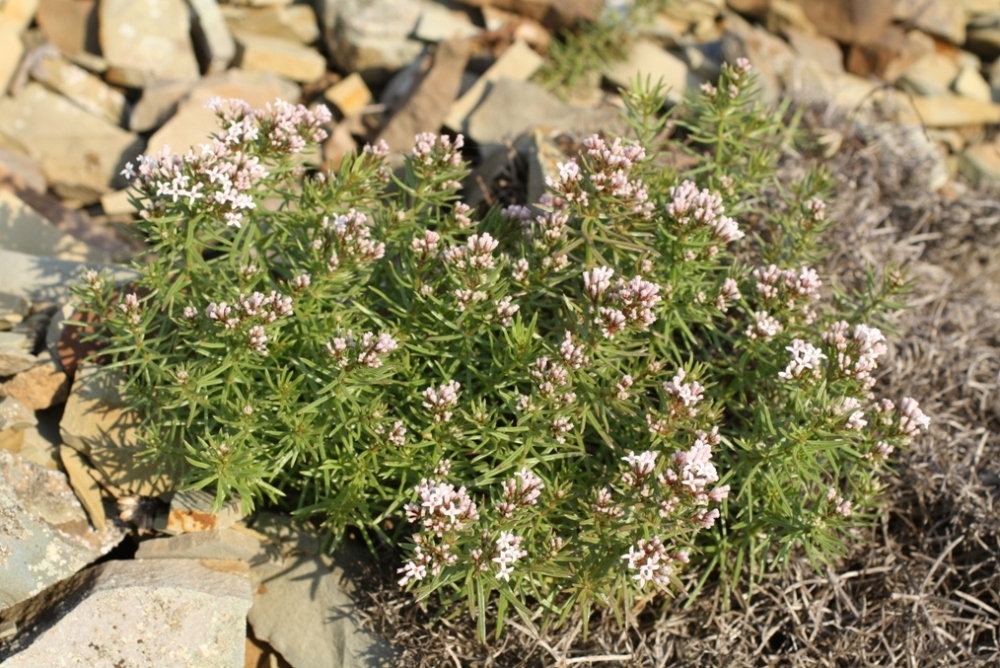 Изображение особи Asperula cretacea.