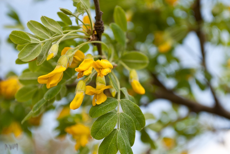 Image of Caragana arborescens specimen.
