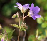 Geranium sylvaticum. Верхушка цветущего растения. Мурманская обл., Кандалакшский р-н, окр. пос. Лувеньга, южный склон гор Лувеньгские Тундры, тундровый пояс, 350 м н.у.м. 01.07.2010.