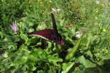 Arum palaestinum