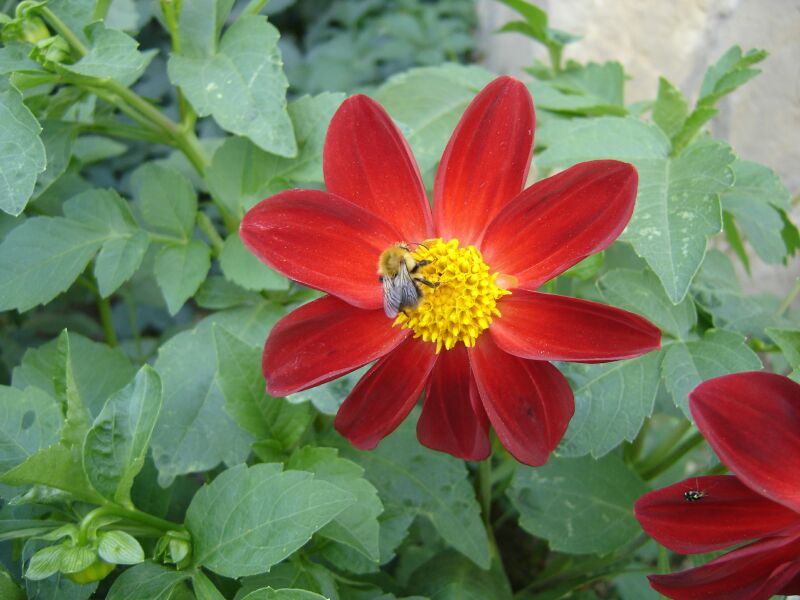 Изображение особи Dahlia pinnata.