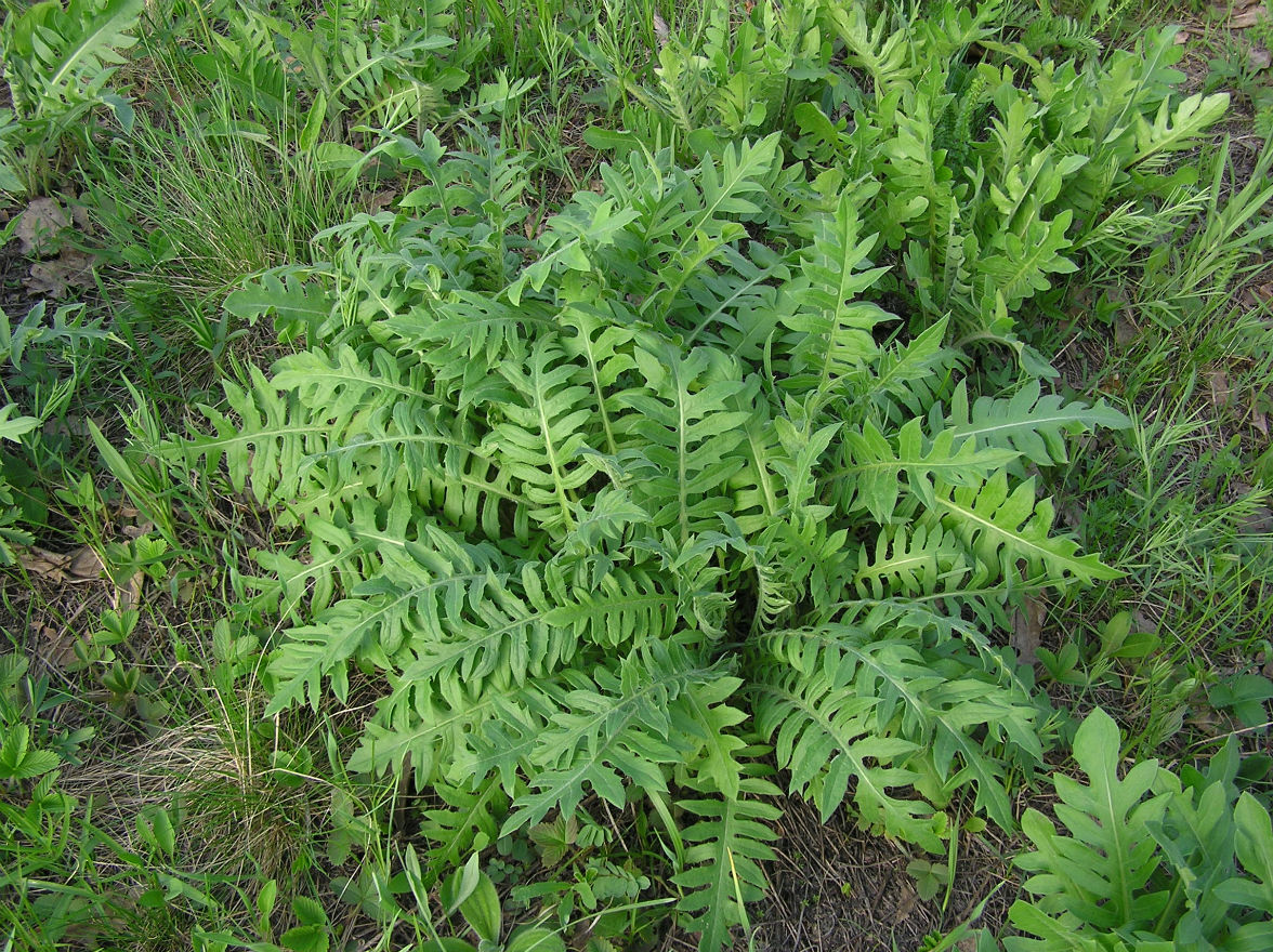 Image of genus Klasea specimen.