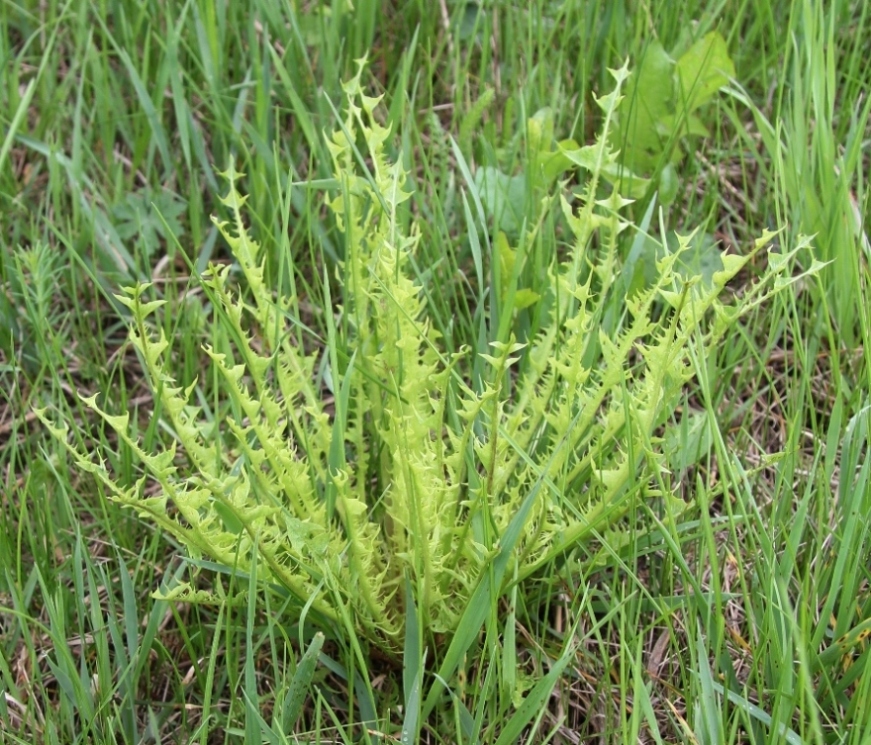 Image of genus Taraxacum specimen.