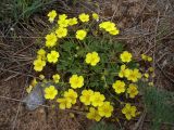 Potentilla incana