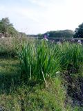 Iris musulmanica