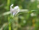 Linum tenuifolium. Верхушка цветущего побега. Черноморское побережье Кавказа, щель Прасковеевская, опушка смешанного леса над дорогой в ущелье. 09.06.2012.