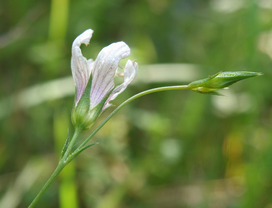 Изображение особи Linum tenuifolium.