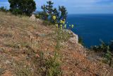 Centaurea salonitana