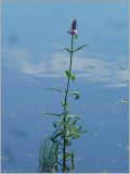 Stachys palustris. Цветущее растение в затопленной низине. Чувашия, окр. г. Шумерля, пойма р. Сура, оз. Щучья Лужа. 2 июля 2012 г.