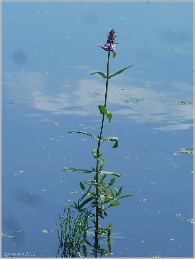 Изображение особи Stachys palustris.