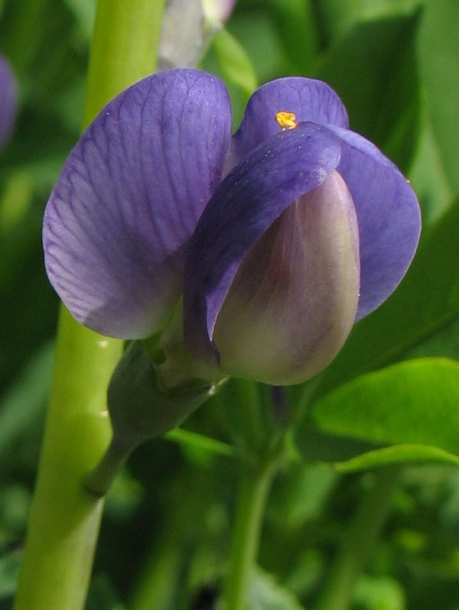 Изображение особи Baptisia australis.