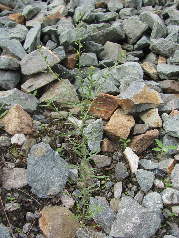 Изображение особи Lepidium ruderale.