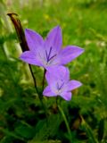 Campanula beauverdiana