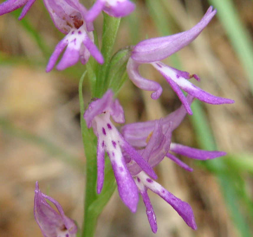 Image of Neottianthe cucullata specimen.