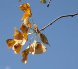 Ginkgo biloba