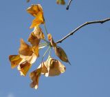 Ginkgo biloba. Побег с листьями в осенней окраске. Краснодар, сад КГАУ. 14 сентября 2007 г.