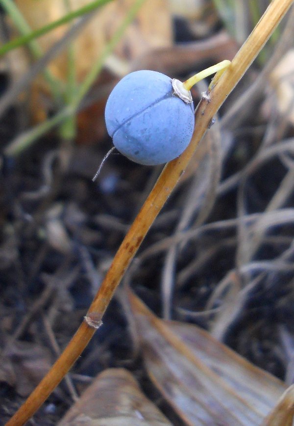 Image of Polygonatum odoratum specimen.