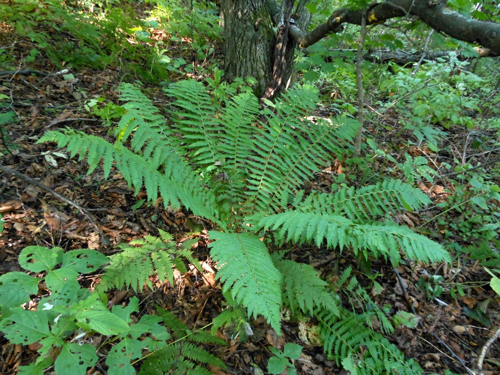 Изображение особи Dryopteris crassirhizoma.