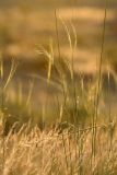 genus Stipa. Плодоносящие растения. Южный Казахстан, Таласский Алатау, подгорная степь, сай Унгур. 11.07.2010.