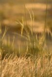 genus Stipa