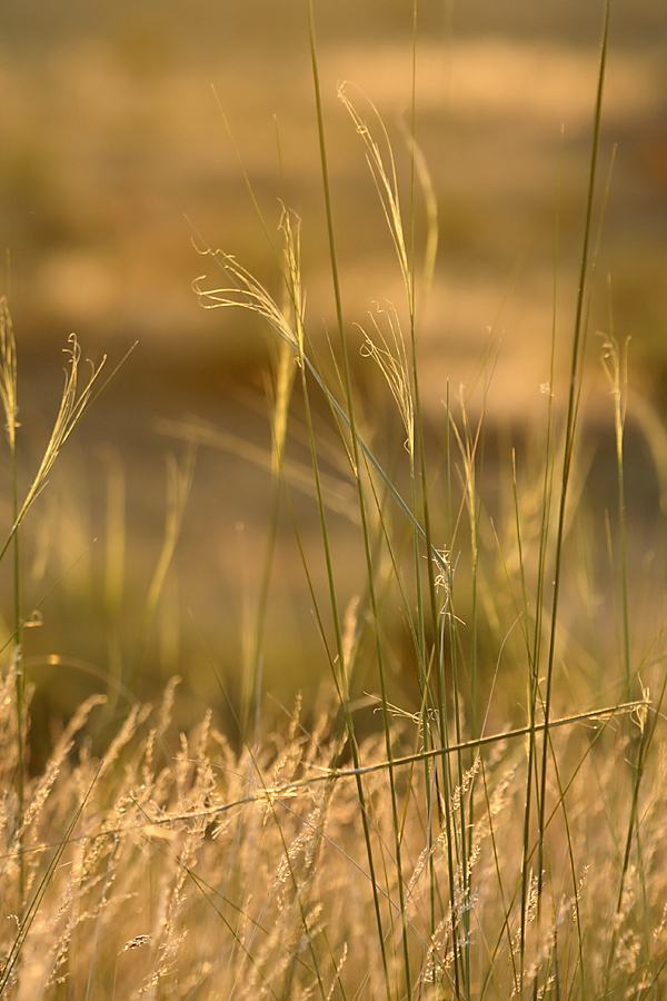 Image of genus Stipa specimen.