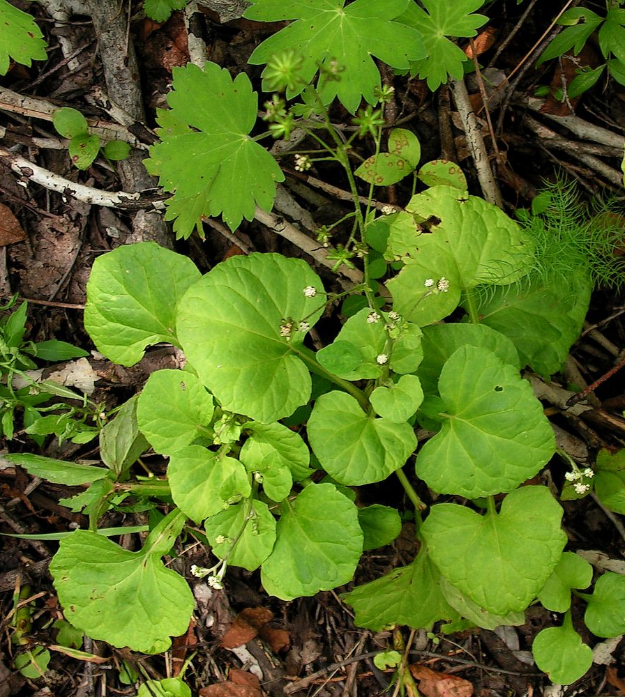 Изображение особи Adenocaulon adhaerescens.