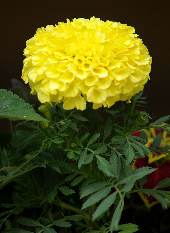 Image of Tagetes erecta specimen.