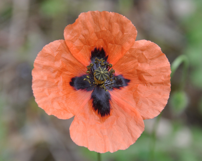 Изображение особи Papaver lecoqii.