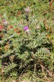 Cirsium pugnax. Цветущее растение. Республика Адыгея, плато Лаго-Наки. 25.07.2012.