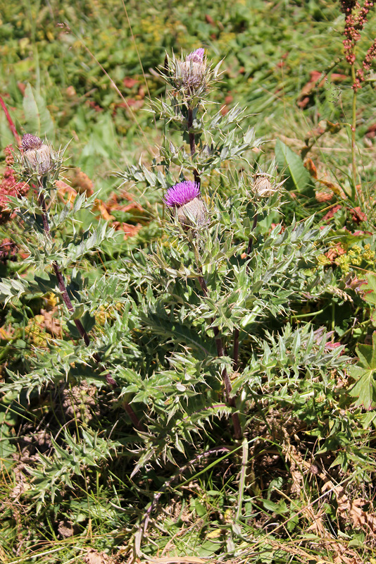 Изображение особи Cirsium pugnax.