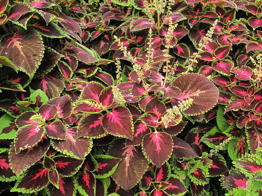 Изображение особи Coleus scutellarioides.