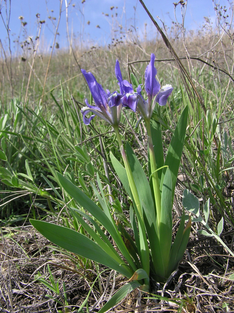 Изображение особи Iris pumila.