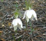 Pulsatilla multifida. Цветущее растение в сосновом лесу. Казахстан, Костанайская обл., Аулиекольский р-н, урочище Аманкарагай. 02.05.2008.