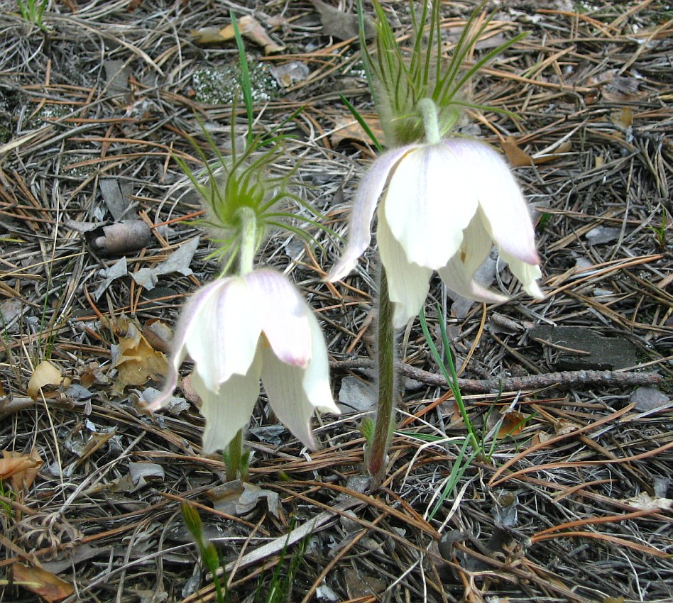 Image of Pulsatilla multifida specimen.