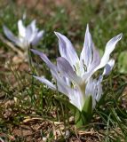 Colchicum szovitsii подвид brachyphyllum. Цветущее растение. Israel, Mount Hermon, Mann Valley. 12.11.2006.