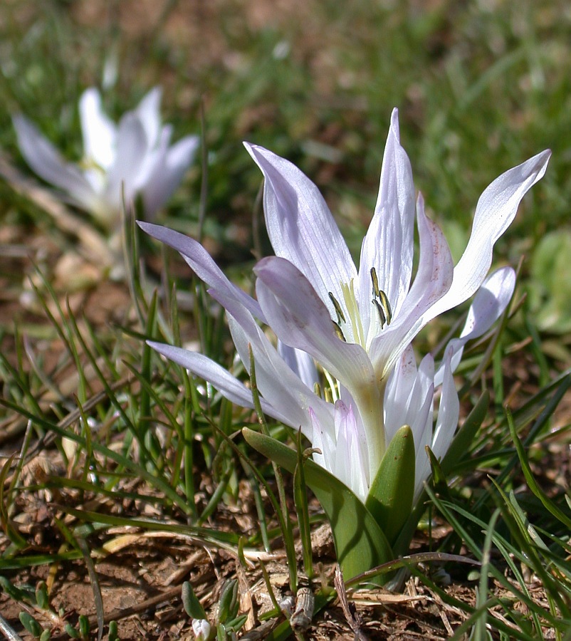 Изображение особи Colchicum szovitsii ssp. brachyphyllum.