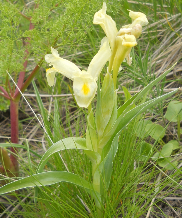 Image of Juno caucasica specimen.