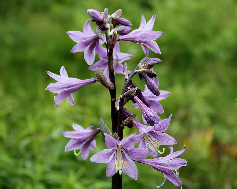 Image of Hosta rectifolia specimen.