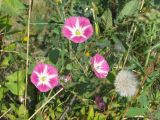 Convolvulus arvensis