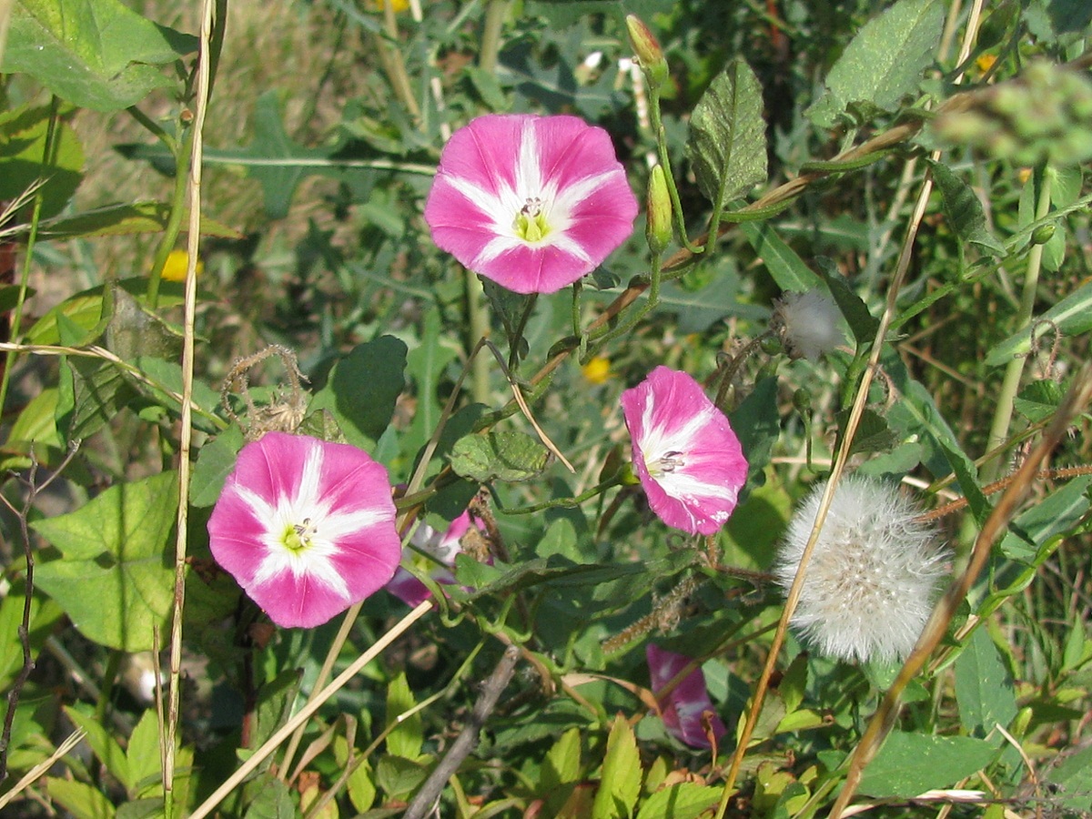 Image of Convolvulus arvensis specimen.