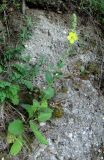Verbascum phlomoides. Зацветающее растение. Абхазия, Гудаутский р-н, обрыв. 09.06.2012.