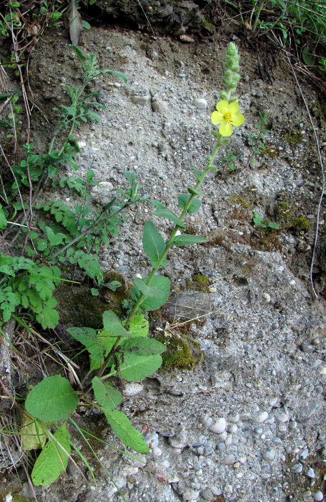 Изображение особи Verbascum phlomoides.