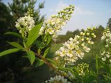 Padus virginiana (L.) Mill. × Padus avium Mill.